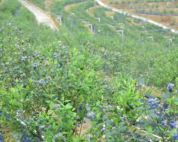 蓝莓种植基地