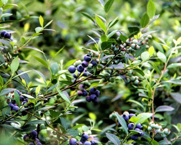 蓝莓种植基地